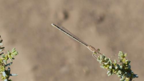 Pseudagrion sp.